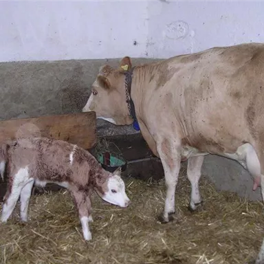 Eine Kuh mit ihrem Kälbchen steht in einem Stall. Der Boden ist mit Stroh bedeckt.