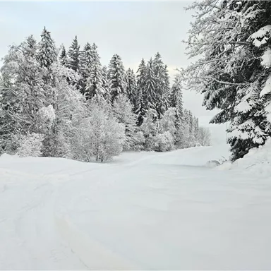 A snowy winter landscape with tall, snow-covered trees. The path is surrounded by fresh, soft snow.