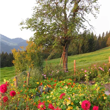Ein schöner Garten mit bunten Blumen im Vordergrund. Im Hintergrund steht ein großer Baum und eine sanfte Hügellandschaft.