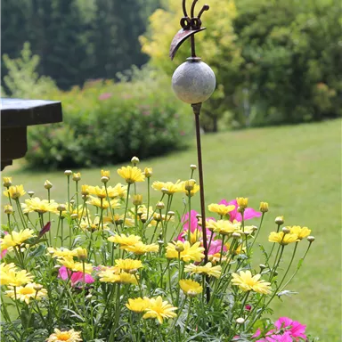 Eine bunte Blumenwiese mit gelben und rosa Blumen. Im Hintergrund sind Bäume und eine grüne Wiese zu sehen.