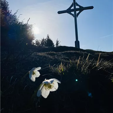 A cross stands before a clear blue sky, surrounded by gentle hills. In the foreground, white flowers are blooming.