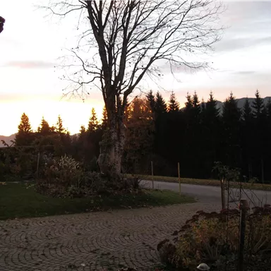 A picturesque sunset behind a forest. In the foreground, there is a paved path and some plants.