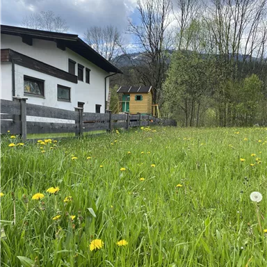 Ein grünes Feld mit vielen Löwenzahnblumen und einem Haus im Hintergrund. Die Landschaft ist von Bäumen umgeben und der Himmel ist bewölkt.