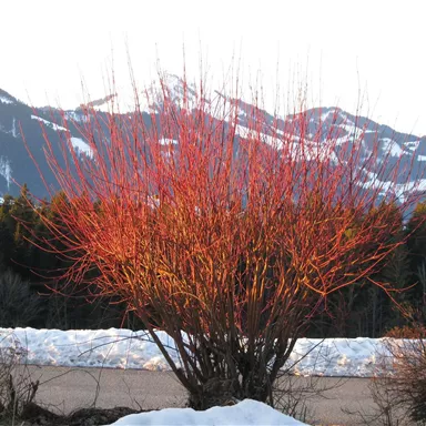 A red bush stands in front of snow-covered mountains. The landscape shows a mix of winter and spring.