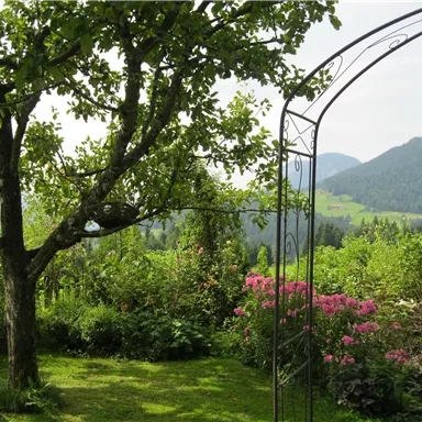 A quiet garden with a large tree and colorful flowers. In the background, gentle hills can be seen.