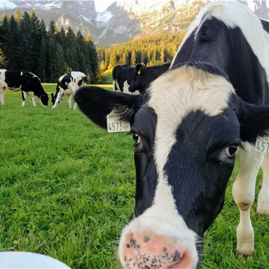 Eine Kuh steht auf einer Wiese und blickt in die Kamera. Im Hintergrund grasen weitere Kühe vor einer malerischen Berglandschaft.