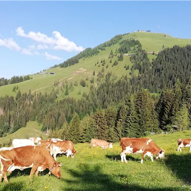 A green meadow with several cows peacefully grazing. In the background, rolling hills and forests stretch out under a clear sky.