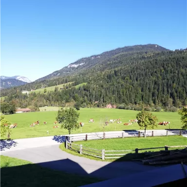 A picturesque landscape with green meadows and cows. In the background, there are mountains and a clear blue sky.