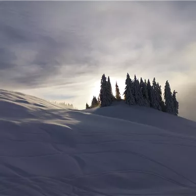 Ein verschneites Landschaftsbild mit einer Gruppe von Tannenbäumen auf einem Hügel. Der Himmel ist bewölkt und es gibt sanfte Lichtstrahlen.