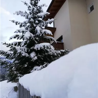 A snowy garden with a fir tree and a white fence. In the background, a modern house can be seen.