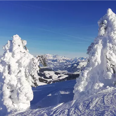 A snowy landscape with majestic, frosty trees. In the background, the snow-covered mountains and a clear blue sky can be seen.