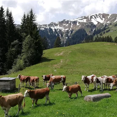 A picturesque alpine meadow with cows on green grass and snow-covered mountains in the background. The surroundings are surrounded by trees and radiate tranquility and a connection to nature.
