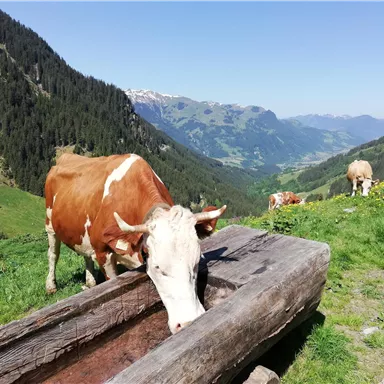 A cow drinks from a wooden trough in a green mountainous landscape. In the background, there are more cows and high mountains visible.