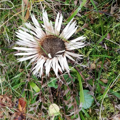 A withered flower with white petals lies on green grass. It displays the beauty and transience of nature.