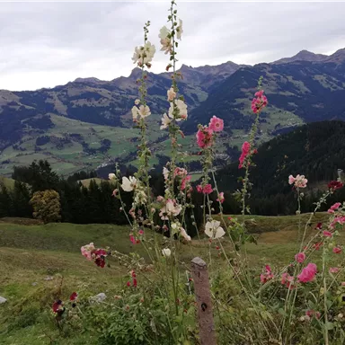 A picturesque mountain panorama with blooming flowers in the foreground. The landscape is green and the mountains are gently immersed in the background.