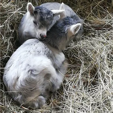 Two small goats are lying close together in a pile of hay. They are gray and have white spots.