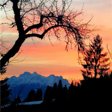A picturesque sunset with colorful hues over snow-covered mountains. In the foreground, there are silhouetted trees.