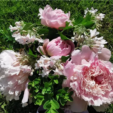 A beautiful bouquet of pink peonies and white flowers. The arrangement is lying on green grass.
