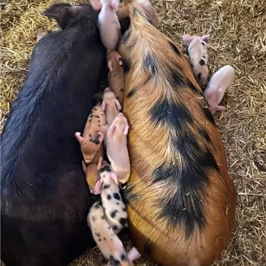 Two sows are lying next to each other with several piglets crowding around them. The piglets have differently colored fur patterns.