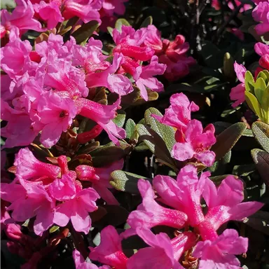 Ein blühender Strauch mit vielen pinken Blumen. Die Blüten sind leuchtend und bilden einen schönen Farbkontrast zu den grünen Blättern.