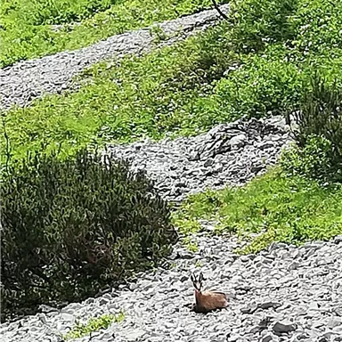 Ein Reh sitzt auf einem steinigen Boden in einer grünen Umgebung. Im Hintergrund sind Sträucher und Bäume zu sehen.