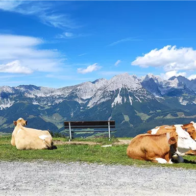 Eine friedliche Berglandschaft mit Kühen, die auf einer Wiese liegen. Im Hintergrund sind majestätische Berge und ein blauer Himmel zu sehen.