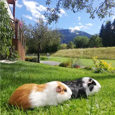 Two guinea pigs are comfortably lying on a green meadow. In the background, there are trees and mountains, under a blue sky with some clouds.