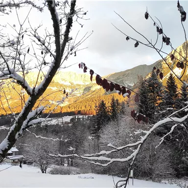 Eine Winterlandschaft mit schneebedeckten Bäumen und Bergen im Hintergrund. Die Sonne scheint und beleuchtet die Schneedecke und die Landschaft.
