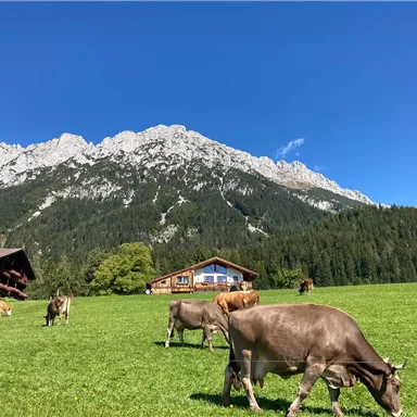 Eine beeindruckende Alpenlandschaft mit Kühen auf einer grünen Wiese. Im Hintergrund sind majestätische Berge und ein traditionelles Haus zu sehen.