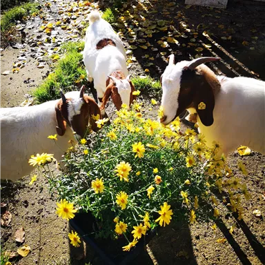 Drei Ziegen stehen um einen Blumentopf mit gelben Blumen. Der Boden ist mit Blättern bedeckt und die Sonne scheint.
