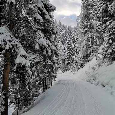A snow-covered forest path, surrounded by tall firs. The sky is slightly cloudy and the atmosphere is calm and wintry.