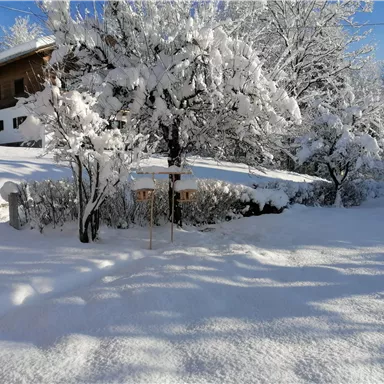 A snowy landscape with a tree covered in snow. In the background, there is a house and the sky is clear and blue.