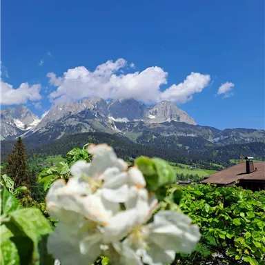 Eine Landschaft mit blühenden Pflanzen im Vordergrund und majestätischen Bergen im Hintergrund. Der Himmel ist klar und blau, ideal für eine Frühlingsszene.