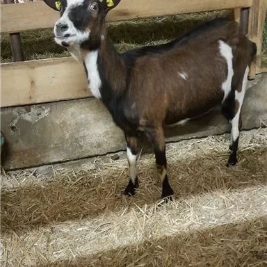 Eine braune Ziege mit weißen Flecken steht in einem Stall. Sie hat gelbe Ohrmarken und die Umgebung besteht aus Stroh und Holz.