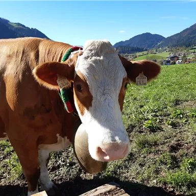 Eine freundliche Kuh steht auf einer Wiese mit Bergen im Hintergrund. Der Himmel ist klar und blau.
