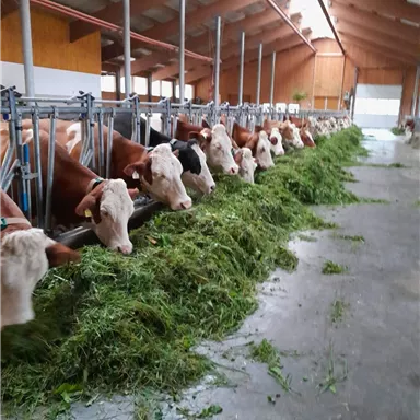 Eine Reihe von Kühen fressen in einem Stall. Der Boden ist mit frischem Gras bedeckt, und das Licht fällt durch das Dachfenster.