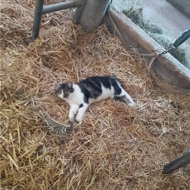 Eine Katze liegt entspannt auf dem Strohboden. Der Raum sieht rustikal aus und ist strukturiert mit landwirtschaftlichen Materialien.