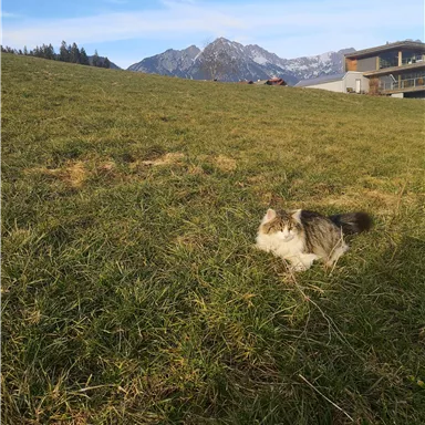 A cat is lying on a green meadow with a view of the mountains. The sky is blue and clear.