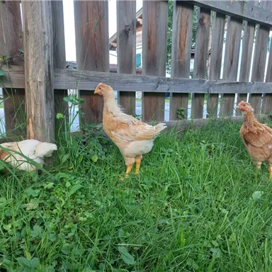 Drei Hühner stehen im grünen Gras neben einem Holzzaun. Sie erkunden die Umgebung in einer ländlichen Umgebung.