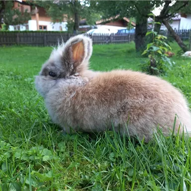 Ein flauschiger Hase sitzt im grünen Gras. Im Hintergrund sind Bäume und ein Zaun zu sehen.