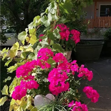 Bunte Blumen in kräftigem Pink und grünem Laub schmücken einen Gartenbereich. Die Pflanzen wachsen an einer Treppe und verleihen dem Raum eine einladende Atmosphäre.