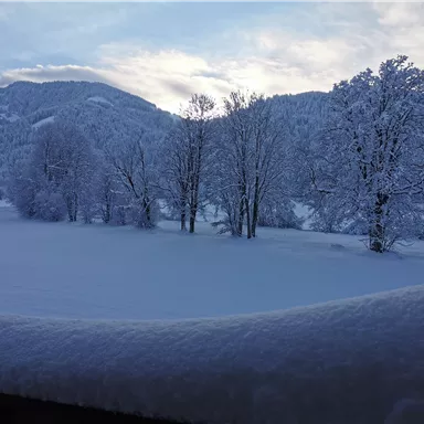 Eine winterliche Landschaft mit schneebedeckten Bäumen und einem weiten, weißen Feld. Im Hintergrund sind sanfte Hügel und ein bewölkter Himmel zu sehen.