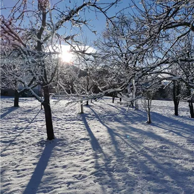Ein winterlicher Landschaft mit schneebedeckten Bäumen und langen Schatten. Die Sonne strahlt durch die Äste und sorgt für einen klaren, blauen Himmel.