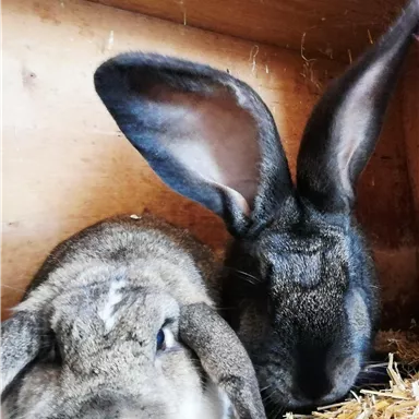 Zwei Kaninchen sitzen zusammen in einem Gehege. Eines hat große Ohren und das andere hat ein graues Fell.