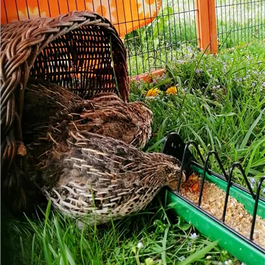 Zwei Wachteln füttern sich in einem Käfig. Sie sind unter einem Korb versteckt und umgeben von grünem Gras.
