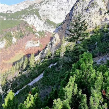 An impressive mountain landscape with steep cliffs and green coniferous trees. In the background, snow-covered peaks can be seen.