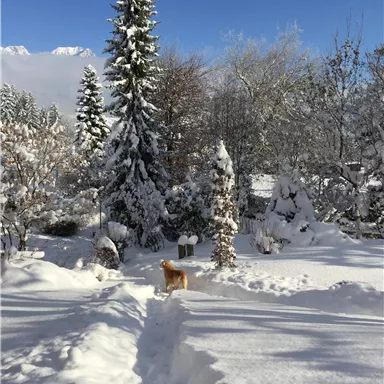A snowy garden with many trees and a blue sky. A dog happily runs through the fresh snow.