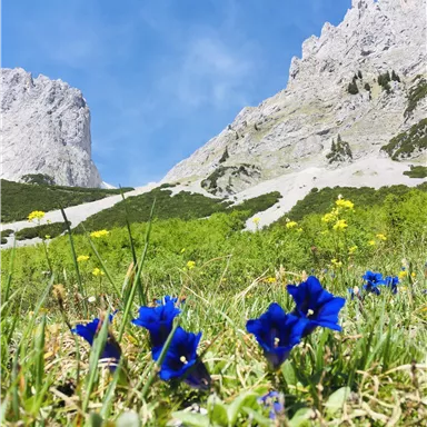 A green meadow with colorful flowers and blue gentians under high mountains. The sky is clear and bright blue.