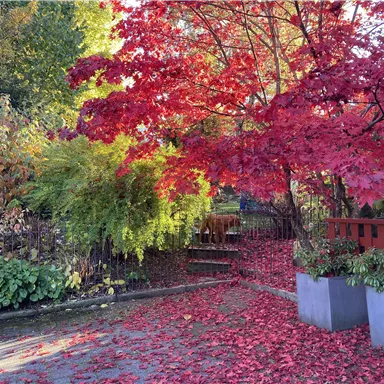Ein ruhiger Garten im Herbst mit leuchtend roten Ahornblättern. Der Boden ist mit herabgefallenen Blättern bedeckt und es gibt grüne Pflanzen und einen Holzsteg.