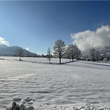 Eine verschneite Landschaft mit schneebedeckten Feldern und vereinzelten Bäumen. Der Himmel ist blau mit einigen Wolken und die Berge sind im Hintergrund sichtbar.